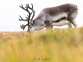 Renne du Svalbard