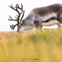 Renne du Svalbard