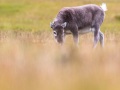 Renne du Svalbard: jeune de l'année