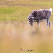 Renne du Svalbard: jeune de l'année