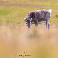 Renne du Svalbard: jeune de l'année