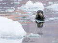 Phoque barbu