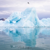 Iceberg