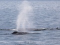 Baleine bleue