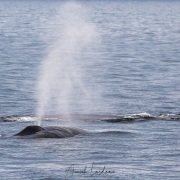 Baleine bleue