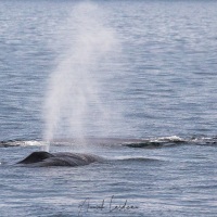 Baleine bleue