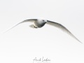 Mouette ivoire
