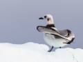 Mouette tridactyle juvénile
