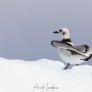 Mouette tridactyle juvénile