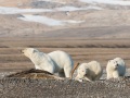 Ourse polaire et ses oursons sur une carcasse de baleine