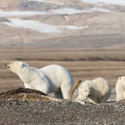 Ourse polaire et ses oursons sur une carcasse de baleine