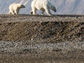 Ours polaire: arrivée de maman ours et sa progéniture