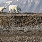 Ours polaire: arrivée de maman ours et sa progéniture