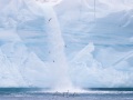 Mouettes tridactyles devant une rivière glacière