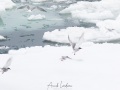 Sterne arctique