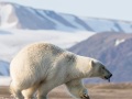 Ours polaire prenant la fuite lors de l'arrivée de l'ourse et ses oursons