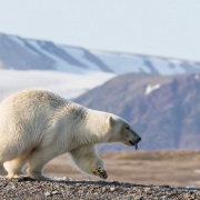 Ours polaire prenant la fuite lors de l'arrivée de l'ourse et ses oursons