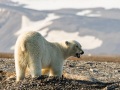 Ours polaire sur une carcasse de baleine