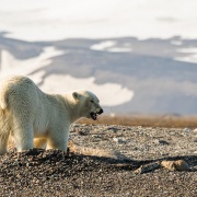 Ours polaire sur une carcasse de baleine