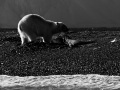 Ours polaire sur une carcasse de baleine