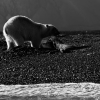 Ours polaire sur une carcasse de baleine