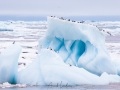 Mouettes tridactyles sur un iceberg