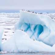 Mouettes tridactyles sur un iceberg