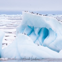 Mouettes tridactyles sur un iceberg