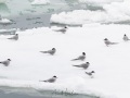 Sterne arctique
