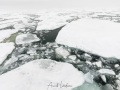 Navigation dans la banquise