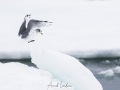 Mouette tridactyle
