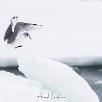 Mouette tridactyle