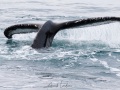 Baleine à bosse sondant