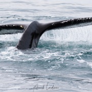 Baleine à bosse sondant