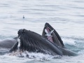 Baleine à bosse en mode nourrisage