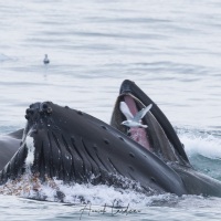 Baleine à bosse en mode nourrisage