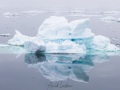 Iceberg