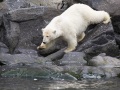 ourson polaire s'en allant chercher un oiseau mort dans l'eau
