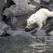 ourson polaire s'en allant chercher un oiseau mort dans l'eau