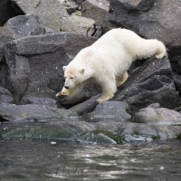 ourson polaire s'en allant chercher un oiseau mort dans l'eau