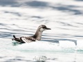 Guillemot à miroir juvénile