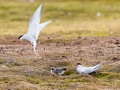 Sternes arctiques et leur tout petits poussins