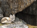 Renard polaire devant la tanière