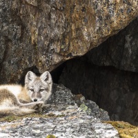 Renard polaire devant la tanière