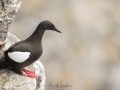 Guillemot à miroir