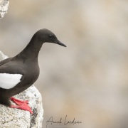 Guillemot à miroir