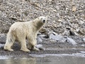 Ours polaire