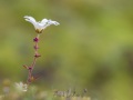 Saxifrage