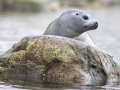 Phoque veau marin