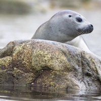 Phoque veau marin